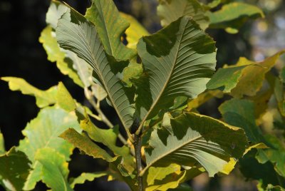 Quercus pontica - dub černomořský - listy